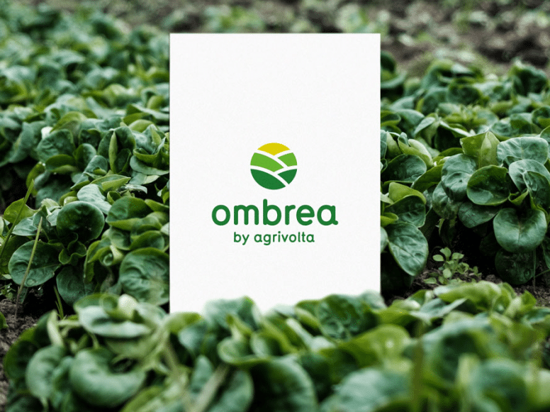 Perroquet - Perroquet-Réalisations-Ombrea-2