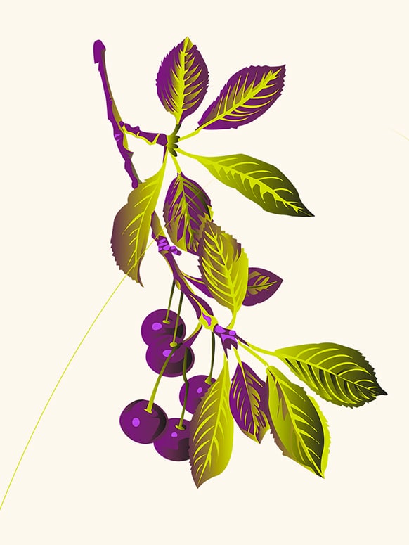 Perroquet - Perroquet-site-web-realisation-cearitis-illustration-cerise